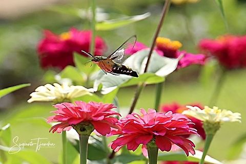 Coffee bee hawkmoth (Pellucid hawk moth)-Cephonodes hylas  Cephonodes hylas,Coffee bee hawkmoth,Geotagged,Indonesia,Spring