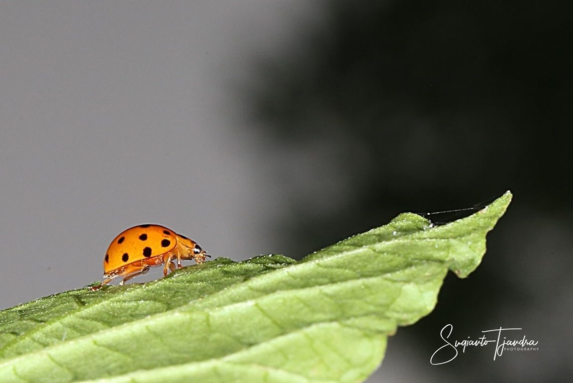 Squash Lady Beetle - Epilachna borealis  Geotagged,Indonesia,Spring
