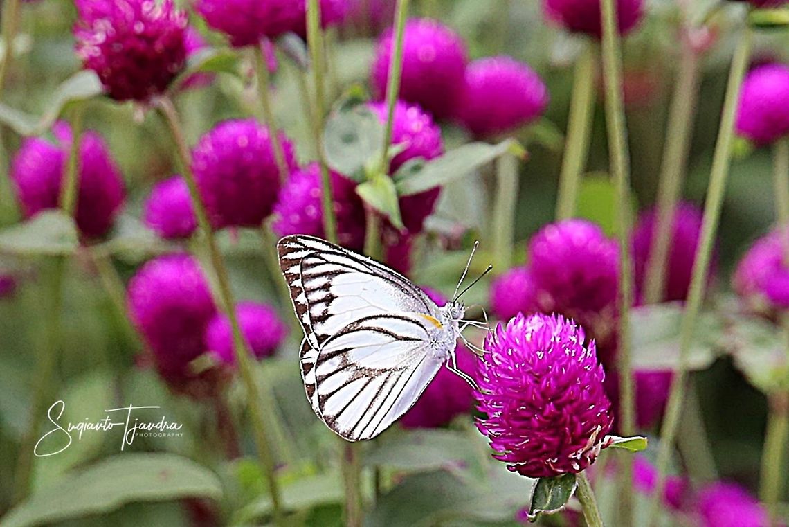 Striped Albatross, Appias libythea  Appias libythea,Geotagged,Indonesia,Spring,Striped albatross