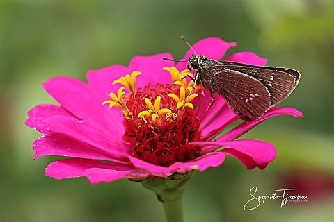 Skipper Butterfly  Geotagged,Indonesia,Spring