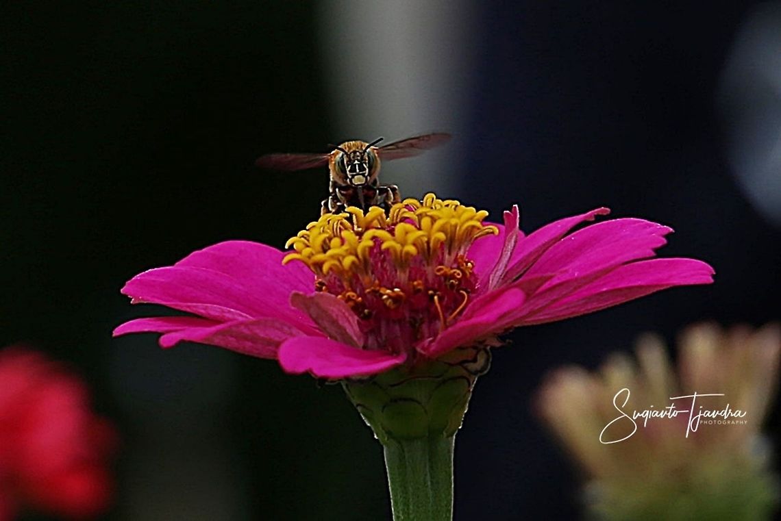 Zinnia flower & Amegilla Bee  Geotagged,Indonesia,Spring