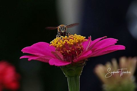 Zinnia flower & Amegilla Bee  Geotagged,Indonesia,Spring