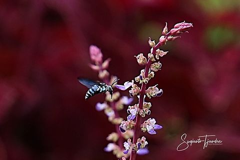 Neon Cuckoo Bee (Thyreus nitidulus)  Geotagged,Indonesia,Spring