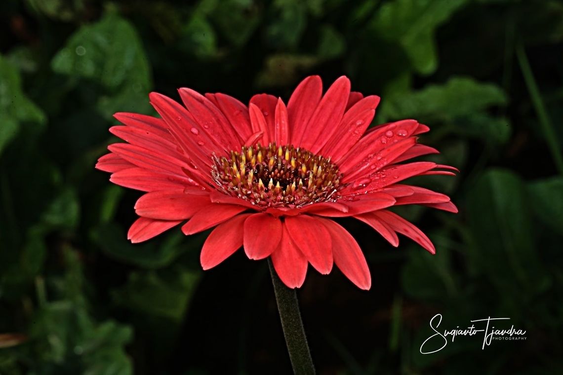 Gerbera flower, Asteraceae  Geotagged,Indonesia,Spring