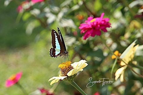 Common Bluebottle (Graphium sarpedon luctatius)  Geotagged,Indonesia,Spring