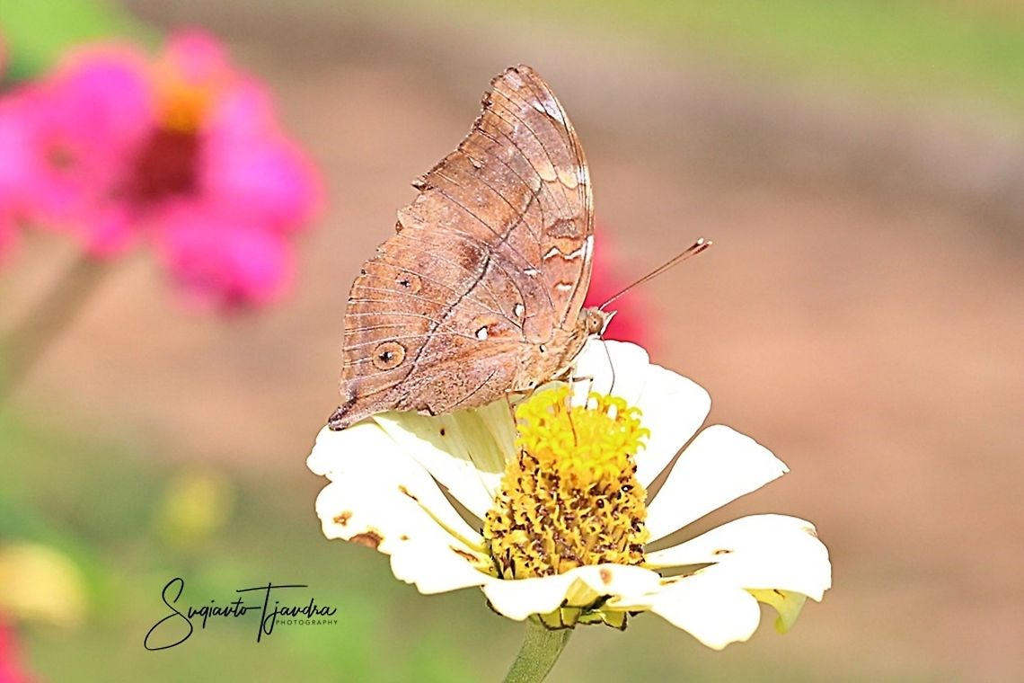 Autumn leaf butterfly, Doleschallia bisaltide  Geotagged,Indonesia,Spring