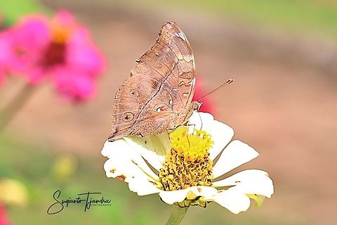 Autumn leaf butterfly, Doleschallia bisaltide  Geotagged,Indonesia,Spring