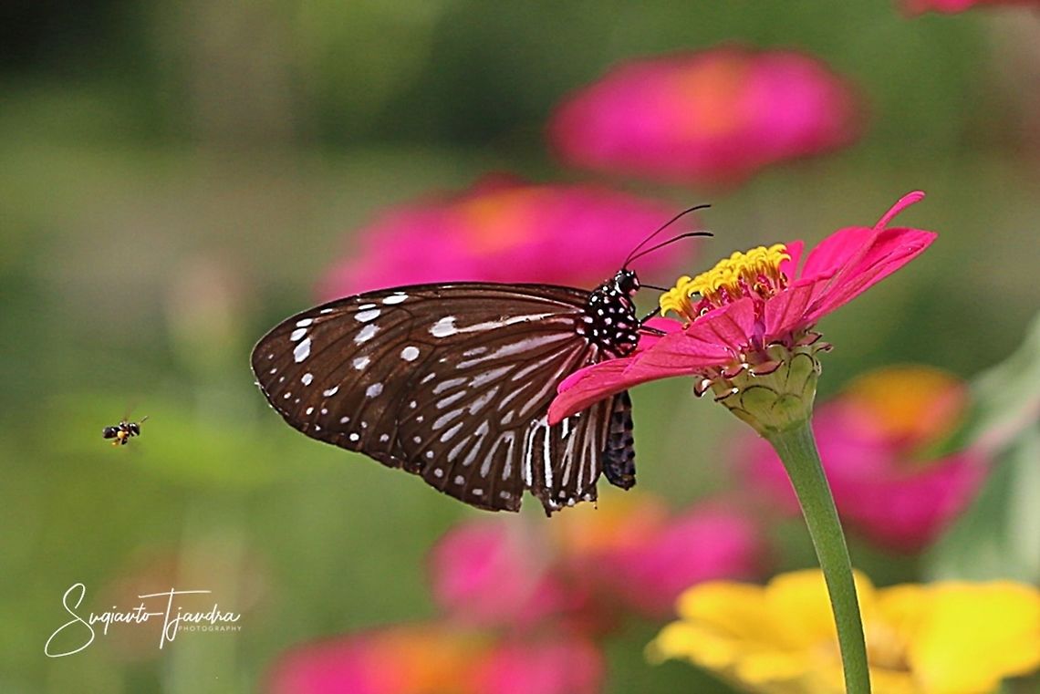 Euploea mulciber (Striped Blue Crow), female & Stingless honey bee (Meliponini)  Euploea mulciber,Fall,Geotagged,Striped Blue Crow