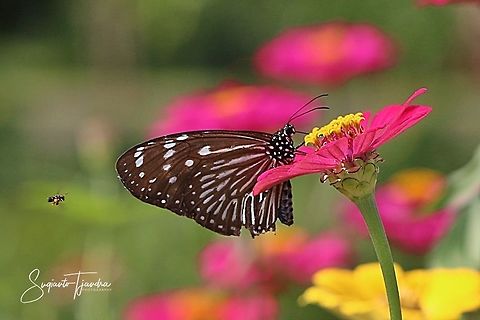Euploea mulciber (Striped Blue Crow), female & Stingless honey bee (Meliponini)  Euploea mulciber,Fall,Geotagged,Striped Blue Crow