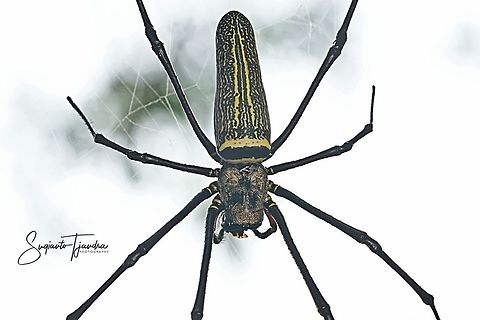Giant Orb-weaver spider, Nephila pipipes  Fall,Geotagged,Giant golden orb weaver,Indonesia,Nephila pilipes,Spring