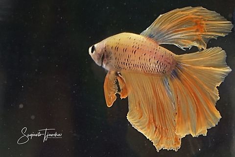Siamese Fighting Fish (Betta Splendens)  Betta splendens,Fall,Geotagged,Indonesia,Siamese fighting fish or betta,Spring