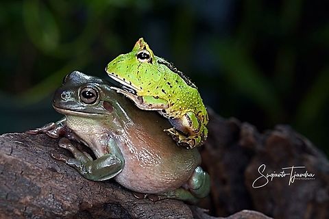 Dumpy frog & Pacman frog  Geotagged,Indonesia,Spring