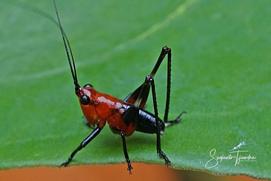 Red bush-cricket/Katydid, Conocephalus melanus, Tettigoniidae Sp.  Conocephalus melanus,Geotagged,Indonesia,Spring
