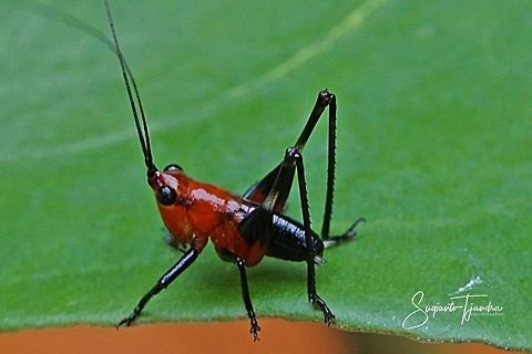 Red bush-cricket/Katydid, Conocephalus melanus, Tettigoniidae Sp.  Conocephalus melanus,Geotagged,Indonesia,Spring