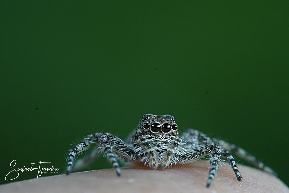 Jumping Spider  Geotagged,Indonesia,Spring