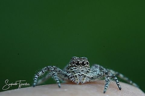 Jumping Spider  Geotagged,Indonesia,Spring