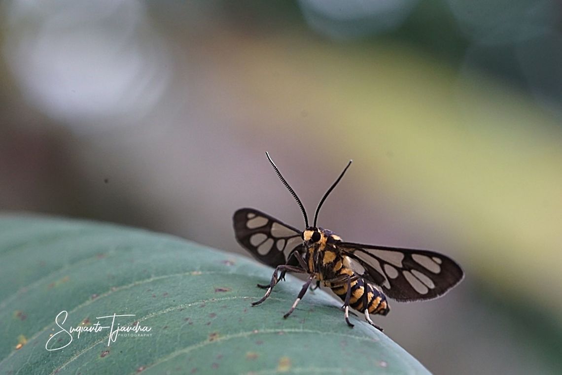 Ceryx claremontii Moth  Ceryx claremonti,Geotagged,Indonesia,Spring