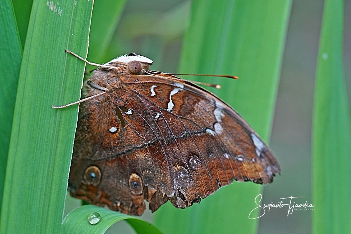 Autumn leaf butterfly, Doleschallia bisaltide  Autumn Leaf,Doleschallia bisaltide,Geotagged,Indonesia,Spring