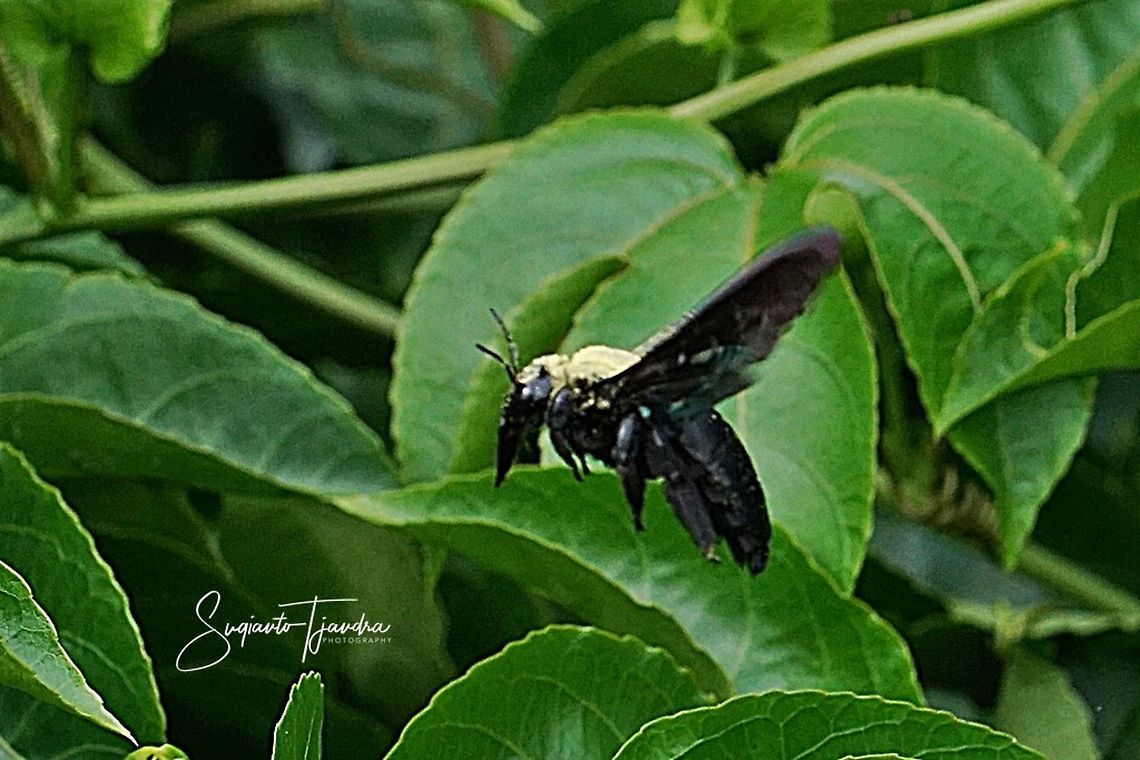 Carpenter Bee  Geotagged,Indonesia,Spring