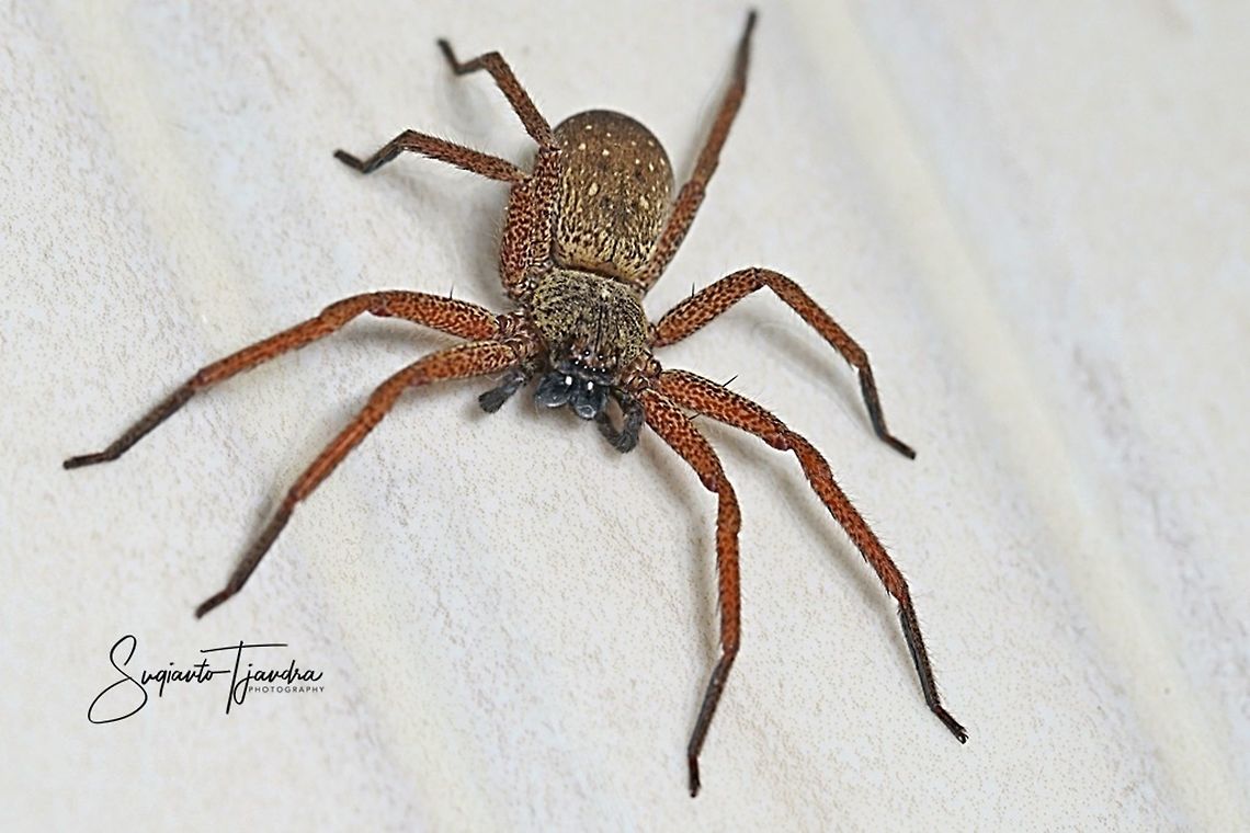 Wandering Spider (Unknown Species)  Geotagged,Indonesia,Spring