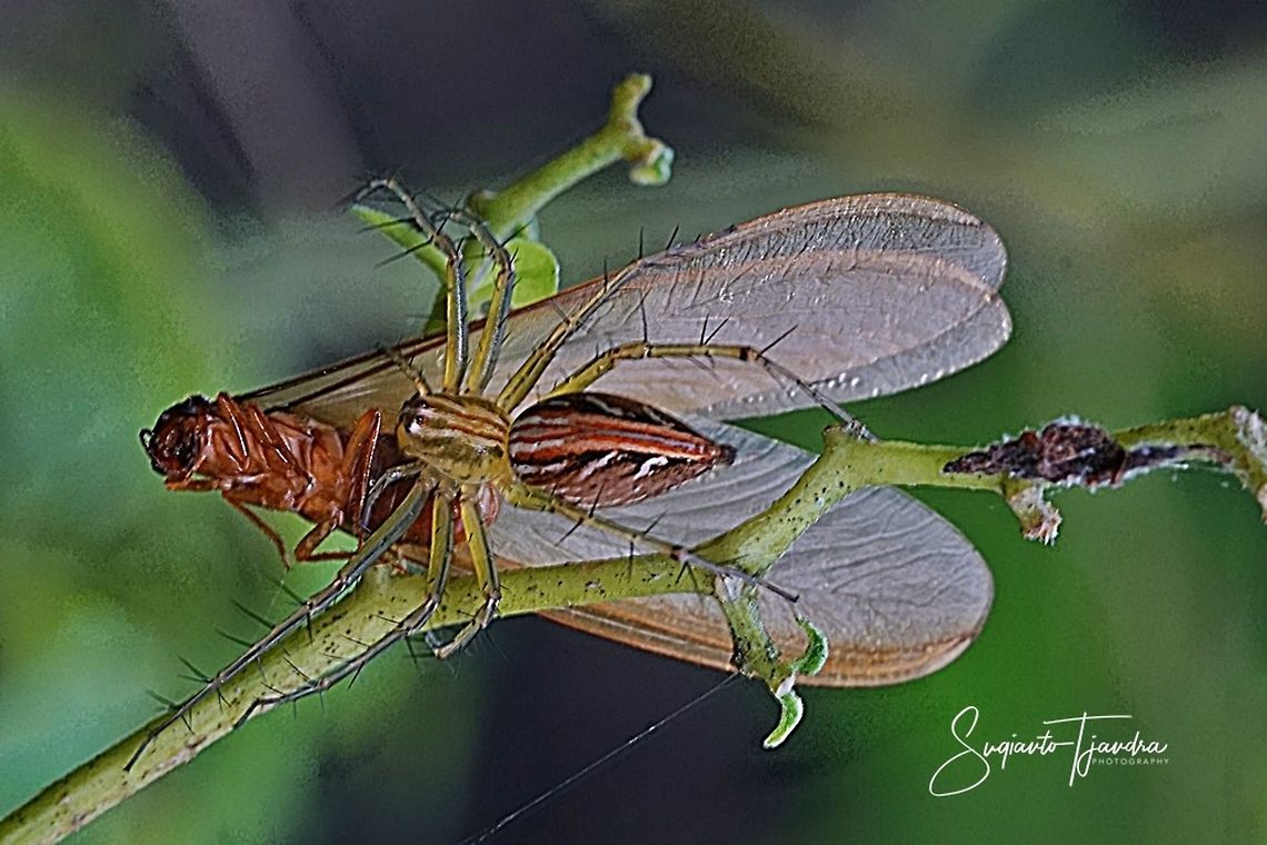 Lynx Spider w/prey  Geotagged,Indonesia,Spring