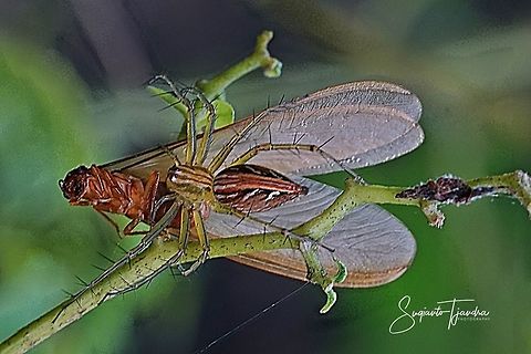Lynx Spider w/prey  Geotagged,Indonesia,Spring