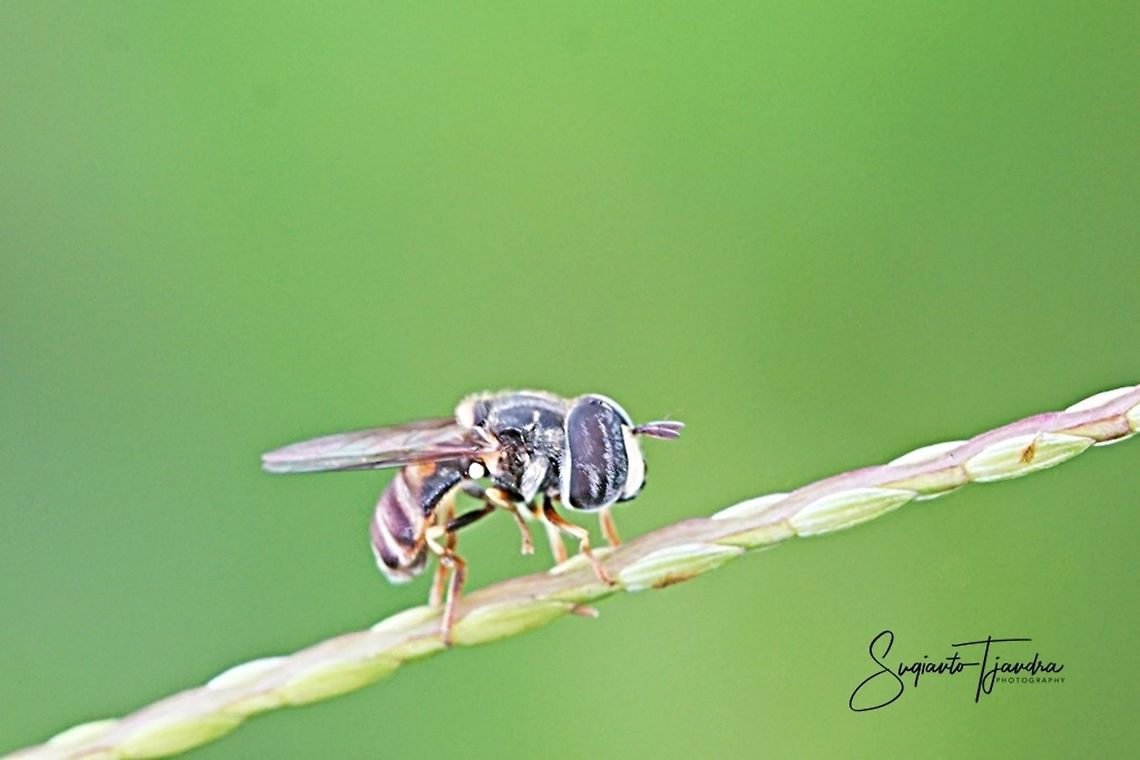 Hover fly  Geotagged,Indonesia,Spring