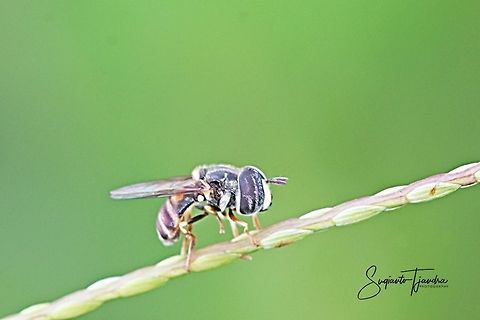 Hover fly  Geotagged,Indonesia,Spring