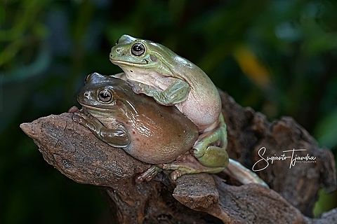 Green Tree frog,  Litoria caerulea  Australian green tree frog,Geotagged,Indonesia,Litoria caerulea,Spring