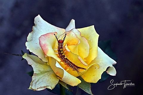 Rose & Caterpillar  Geotagged,Indonesia,Spring