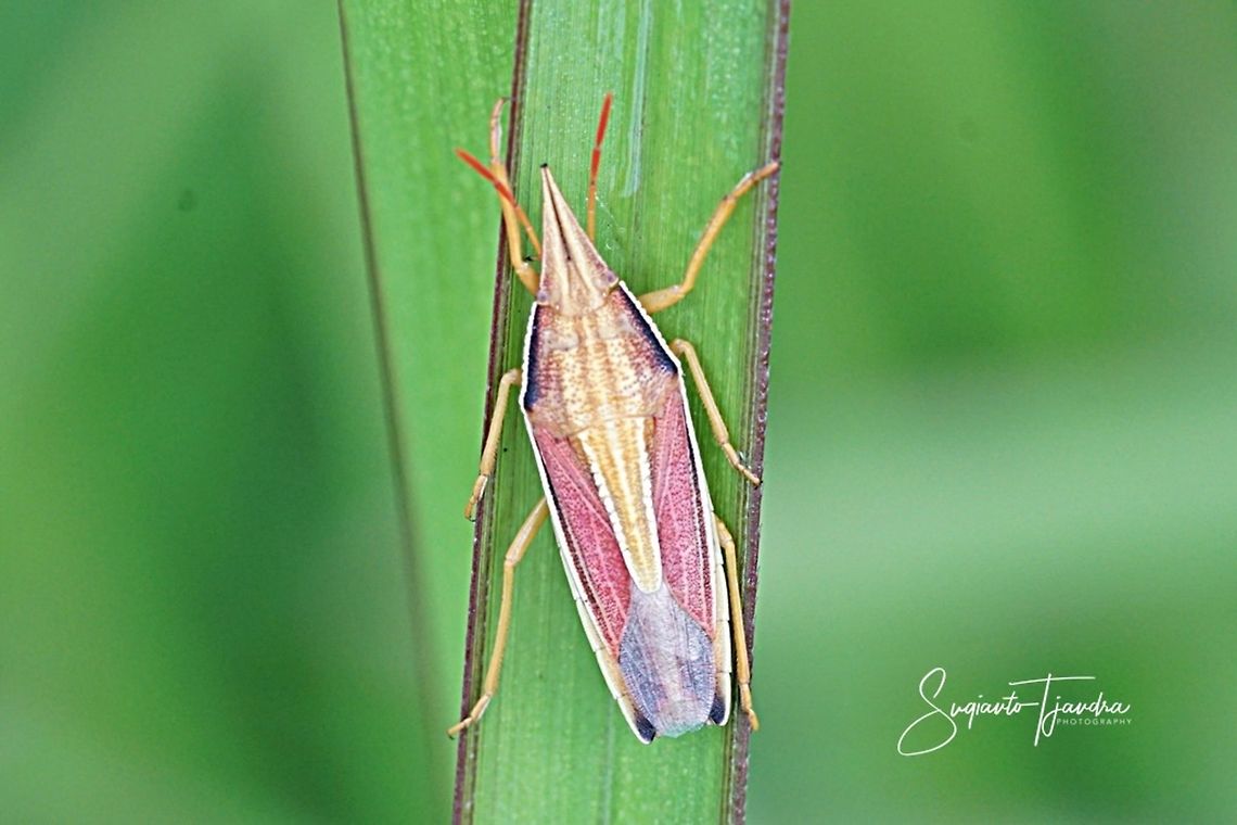Heteroptera Pentatomoidea Something close to Acoloba lanceolata or some such .... NOPE ... Phyllocephalinae, probably some Megarrhamphus sp.   Geotagged,Heteroptera,Indonesia,Pentatomoidea,Phyllocephalinae,Spring