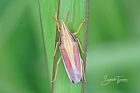 Heteroptera Pentatomoidea Something close to Acoloba lanceolata or some such .... NOPE ... Phyllocephalinae, probably some Megarrhamphus sp.   Geotagged,Heteroptera,Indonesia,Pentatomoidea,Phyllocephalinae,Spring