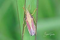 Heteroptera Pentatomoidea Something close to Acoloba lanceolata or some such .... NOPE ... Phyllocephalinae, probably some Megarrhamphus sp.   Geotagged,Heteroptera,Indonesia,Pentatomoidea,Phyllocephalinae,Spring