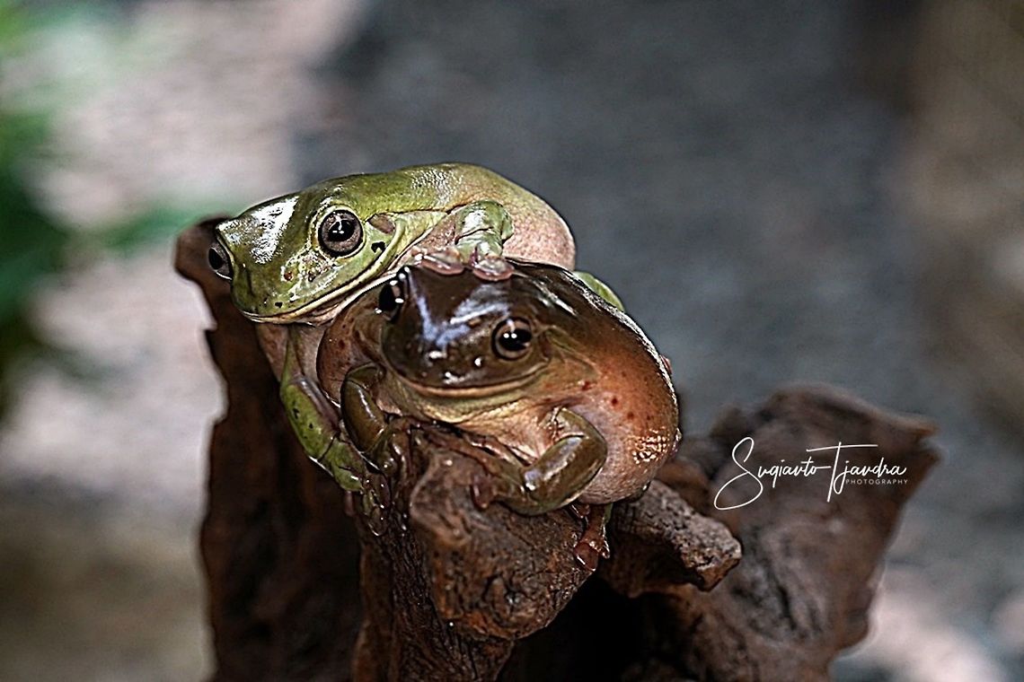 Green Tree frog, Litoria caerulea  Australian green tree frog,Geotagged,Indonesia,Litoria caerulea,Spring,caerulea