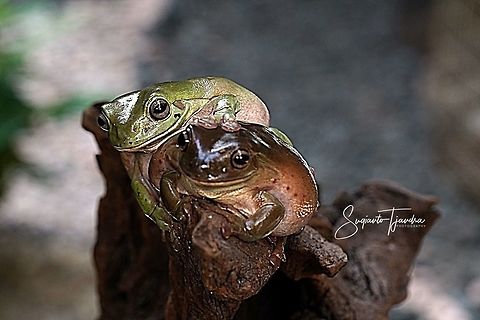 Green Tree frog, Litoria caerulea  Australian green tree frog,Geotagged,Indonesia,Litoria caerulea,Spring,caerulea