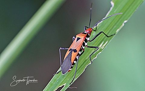 The Red Cotton Stainer (Dysdercus decussatus)  Dysdercus decussatus,Geotagged,Indonesia,Summer