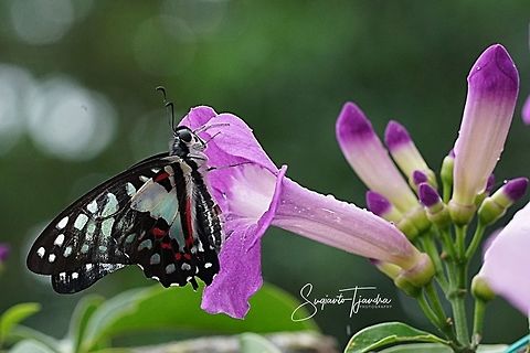 Common Jay (Graphium doson evemonides) - lowerside  Common Jay,Geotagged,Graphium doson,Indonesia,Summer
