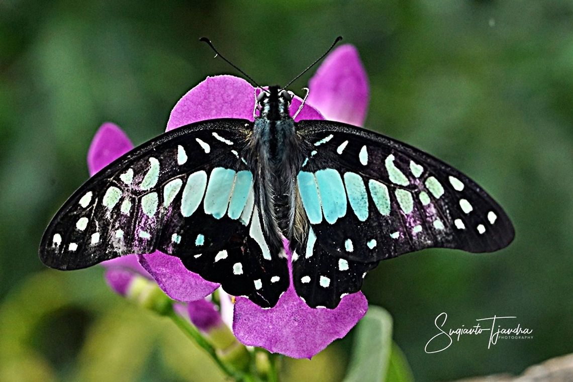 Common Jay (Graphium doson evemonides) - upperside  Common Jay,Geotagged,Graphium doson,Indonesia,Summer