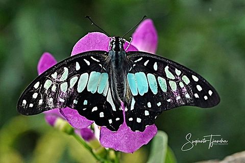 Common Jay (Graphium doson evemonides) - upperside  Common Jay,Geotagged,Graphium doson,Indonesia,Summer