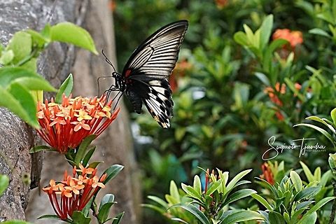 The great Mormon, Papilio memnon (Papilionidae) - female  Geotagged,Great Mormon,Indonesia,Papilio memnon,Summer