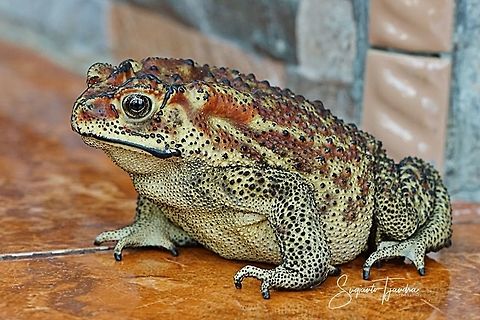 Asian Common Toad, ''Duttaphrynus melanostictus''  Asian common toad,Duttaphrynus melanostictus,Geotagged,Indonesia,Spring