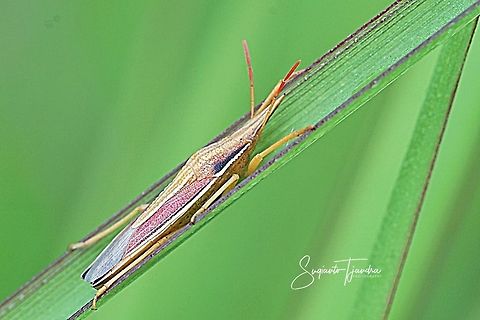 Heteroptera Pentatomoidea  Geotagged,Indonesia,Spring