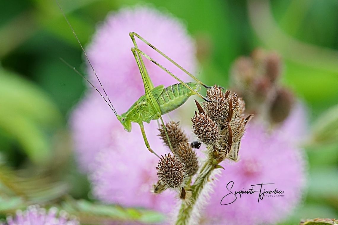 Katydid Nymph  Geotagged,Indonesia,Spring