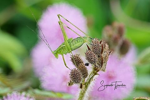 Katydid Nymph  Geotagged,Indonesia,Spring