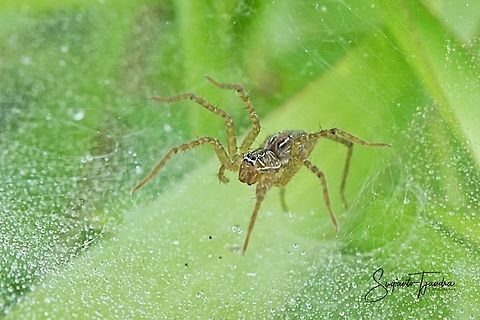 Wolf Spider  Geotagged,Hippasa holmerae,Indonesia,Lawn Wolf Spider,Spring