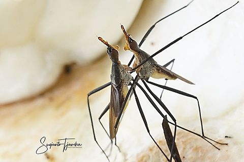 "Let's go dancing" Banana Stalk flies (Neriidae)  Geotagged,Indonesia,Summer