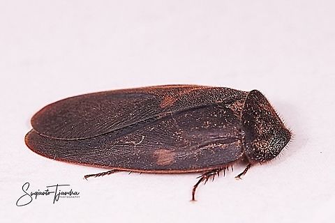 Dried Leaf cockroach (Pseudophoraspis nebulosa)  Geotagged,Indonesia,Spring