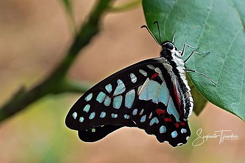 Common Jay (Graphium doson evemonides).  Common Jay,Geotagged,Graphium doson,Indonesia,Summer