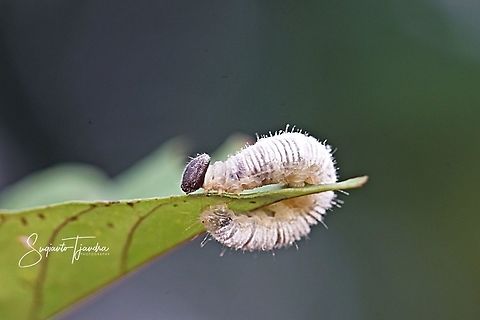 Banana leaf caterpillar  Geotagged,Indonesia,Summer