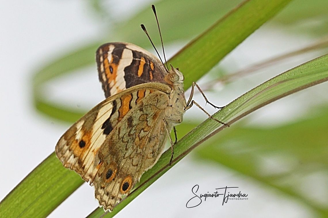 Blue pansy butterfly, Junonia orithya - lowerside/female  Geotagged,Indonesia,Junonia orithya,Spring
